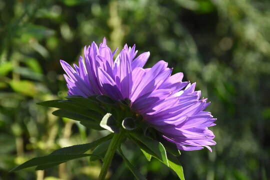 Colorful Symphony: Vibrant Aster Flowers in Full Bloom