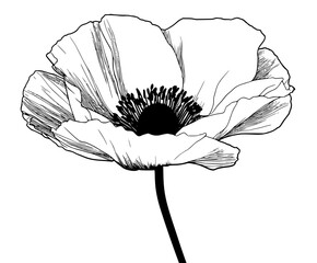 symbol remembrance sacrifice | Clean, isolated vector art for creative projects.