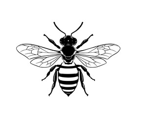 Elegant Buzz: Classic Black White Bee Icon | Clean, isolated vector art for creative projects.