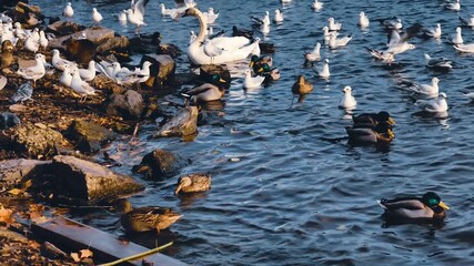 Large Waterfowl Flock Swans Seagulls Mallard Ducks Rocky Shore Mixed Species Birds Community Slow Motion 4K Cinematic B-Roll Footage Biodiversity Lake