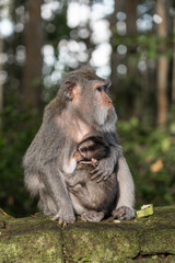 mother and baby monkey
