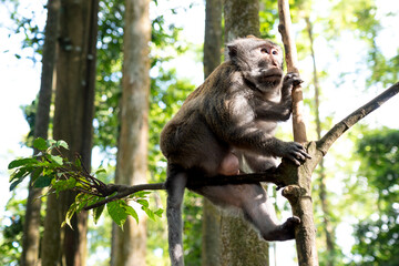 Obraz premium Adult monkey sitting on a branch in the forest
