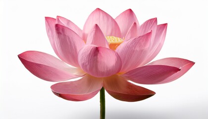 Pink Lotus Flower Blossom Isolated on White Background Close Up Beauty and Purity