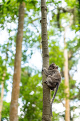 Naklejka premium Young monkey mounted on a branch