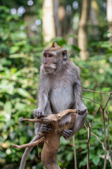 Monkey climbed on a branch