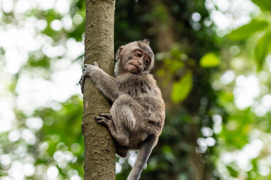 Young monkey clinging to a branch