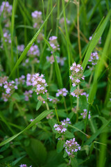Wild Thymus serpyllum. Medicinal herb.Pink flowers of thyme grow in the field.