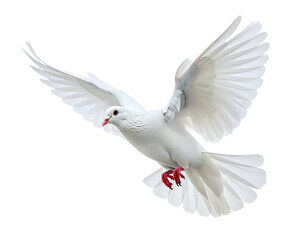 Fototapeta premium Pristine white bird in flight, wings spread wide, freedom in motion