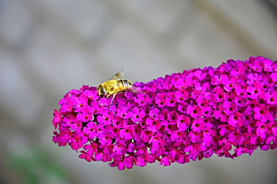 bzyg na kwiatach budlei, na budleii Dawida, Buddleja Davidii, kwiay budlei, purple Buddleja davidii flower, Hoverfly on purple flower of Butterfly Bush	
