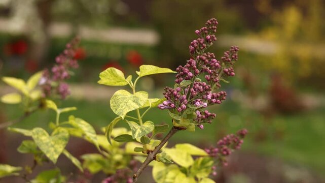 Beautiful branches of half-open purple lilac blooms swaying in the wind in the garden on spring day on green grass background. Charming violet blooming flowers with vibrant green leaves