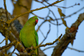 Rose-ringed parakeet perched on tree branch in natural habitat