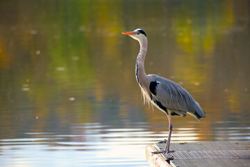 Grey heron standing on pier by reflective lake water in autumn light