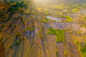 Fields under the golden sunlight,An Giang,Vietnam
