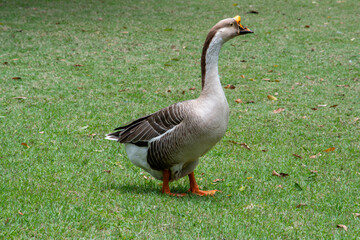 Beautiful Greylag Geese (Anser anser) on a green lawn near a lake