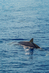 Obraz premium Common Bottllenose Dolphin, Tursiops truncatus, Whale Sighting, Madeira, Portugal, Europe