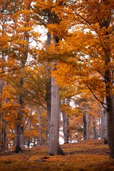 Jizera Mountains beech forests in autumn colors