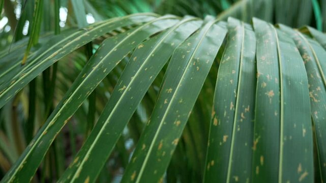 Fronds of areca palm plant Dypsis lutescens kentia palm spotting discoloration on its leaves