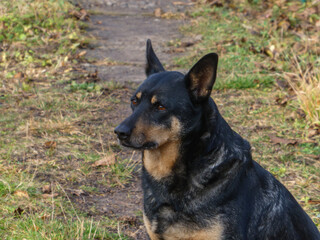 Alert Guard Dog Looking Aside on Pathway