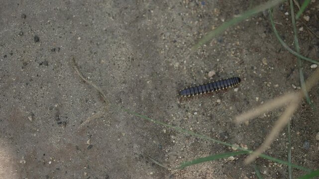 Greenhouse millipede Oxidus gracilis insect up-close macro video