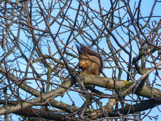 Focused Squirrel Eating High Up in Bare Tree