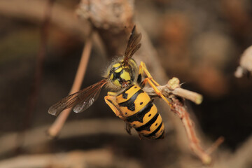 european yellow wasp macro photo	