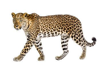 Naklejka premium A majestic leopard walking gracefully on a white background. its distinctive spotted coat and powerful physique. symbolizing wildlife beauty and strength