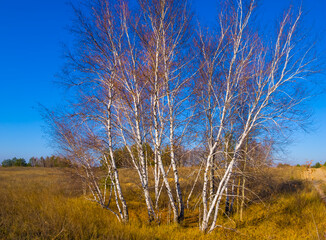 Fototapeta premium birch tree grove among prairies under blue sky, outdoor scene at the bright autumn day