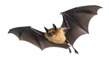 A close-up view of a flying bat its detailed wings and fur. captured in a studio setting against a white background. ideal for educational and wildlife-themed projects