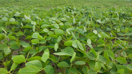 Young soybean plants growing in a green agricultural field