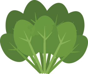 Green spinach bunch with simple leaf shapes