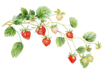 A beautifully illustrated watercolor depiction of ripe and unripe strawberries growing on a vine. surrounded by lush green leaves. perfect for use in culinary or gardening contexts