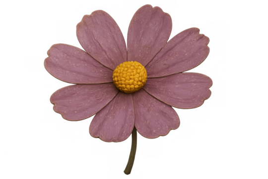 Pressed cosmos flower with pink petals and yellow center, delicate garden botany element on transparent background - Powered by Adobe