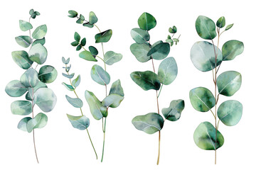 A collection of beautifully illustrated eucalyptus leaves in various shapes and sizes. their natural green hues and delicate details. ideal for botanical designs or nature-themed projects