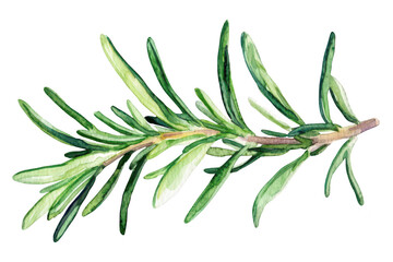 A detailed watercolor illustration of a fresh rosemary sprig. its green leaves and delicate structure. ideal for culinary or herbal-themed projects