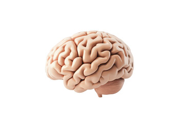 A realistic 3D rendering of a human brain displayed on a clean. white background. its intricate folds and structures. ideal for educational and medical purposes