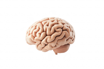A realistic 3D rendering of a human brain displayed on a clean. white background. its intricate folds and structures. ideal for educational and medical purposes