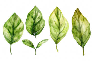 A collection of beautifully illustrated green leaves various shapes and sizes. set against a clean white background. ideal for nature-themed designs or botanical studies