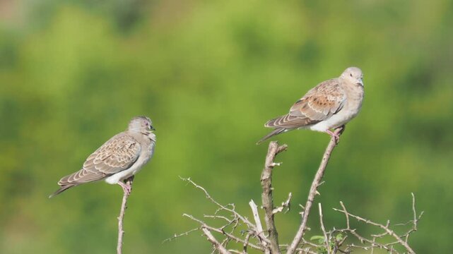 The European turtle dove, juvenile birds, Streptopelia turtur