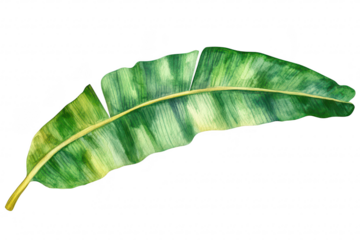 A and detailed illustration of a large green banana leaf. its intricate texture and colors. suitable for nature-themed designs or botanical studies