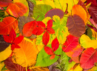 closeup red  dry  leaves on ground, beautiful seasonal natural background
