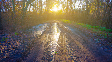 ground road in mud with puddle among the forest