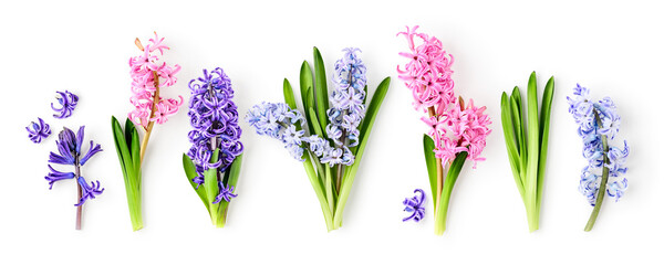 Hyacinth flowers with stem and leaves in pink, purple and blue colors photography isolated on white...
