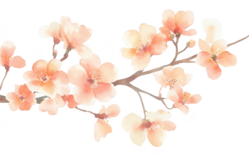 Delicate watercolor illustration of peach blossom branches in full bloom. set against a soft white background. symbolizing spring and renewal. ideal for greeting cards or decorative prints