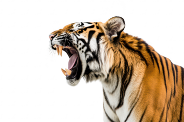 A majestic tiger roaring fiercely against a stark white background. its powerful jaws and striking fur pattern. symbolizing strength and wild beauty in nature