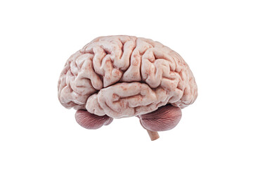 A detailed 3D rendering of a human brain. its intricate folds and structures. suspended in a clean. white background. ideal for educational and medical illustrations