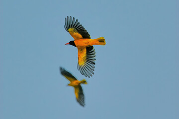 Black hooded oriole isolated in flight