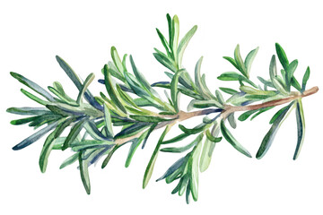 Obraz premium A watercolor illustration of a fresh rosemary sprig. its lush green leaves and natural texture. ideal for culinary or botanical themes
