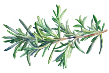 A watercolor illustration of a fresh rosemary sprig. its lush green leaves and natural texture. ideal for culinary or botanical themes