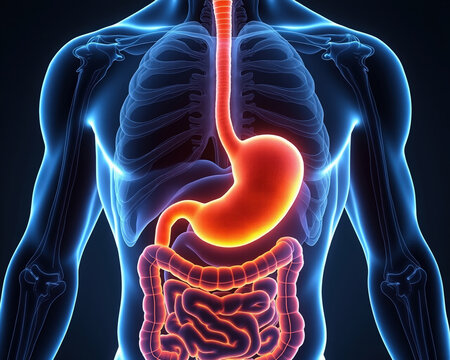 Medical Illustration of Human Digestive System Anatomy with Stomach and Intestines