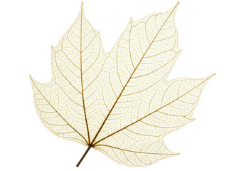 Isolated maple leaf skeleton with detailed leaf veins and texture in beige tones isolated